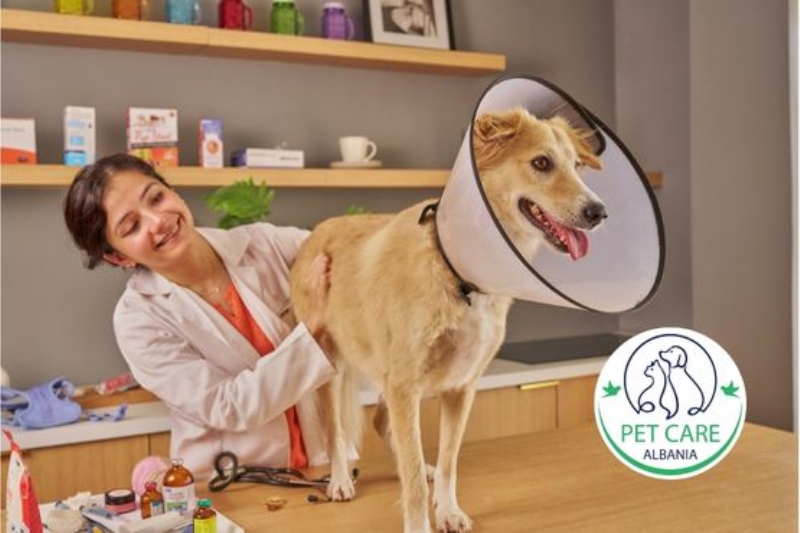 analiza gjaku qeni Tirane, ekografi qeni Myslym Shyri, radiografi per qenet, EKG per qen, laborator veterinar per qene ne Astir, analiza urine per qene, analiza fece qeni, test gjaku per semundje te qenet, klinike me grafi per qen