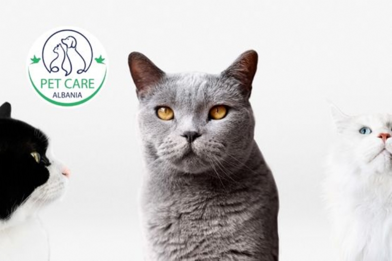 Kirurgji veterinare per mace, Sterilizim per mace, Kastrim per macokun, Heqje dhembe ose trajtime dentare per mace, kirurgji per mace, nderhyrje emergjente veterinare per mace, Qepje plagesh pas lendimeve per mace