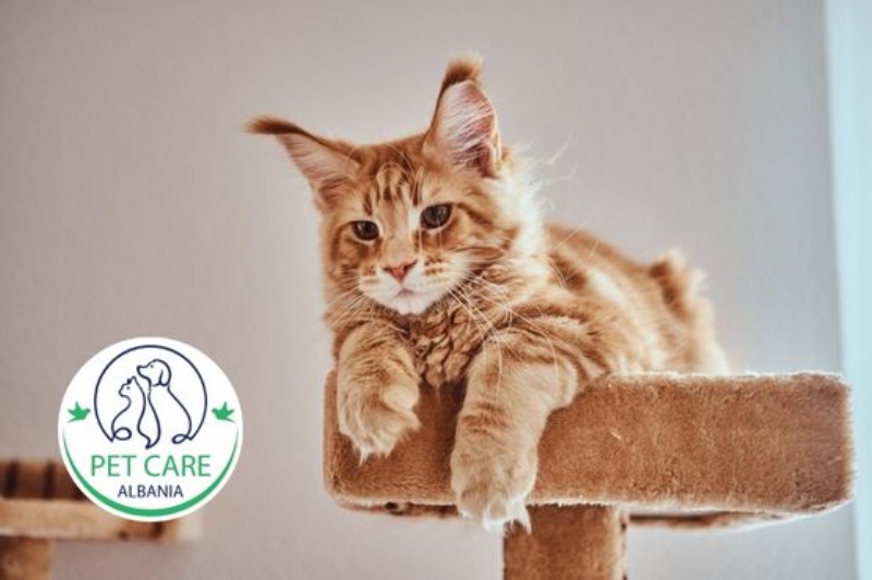 Analiza laboratorike per mace, Trajtim per infeksione bakteriale per mace, Trajtim per infeksione per mace, Trajtim per infeksione kerpudhore per mace, Mjekim per alergji per mace, Mjekim per semundje te lekures dhe renie qimesh te macet