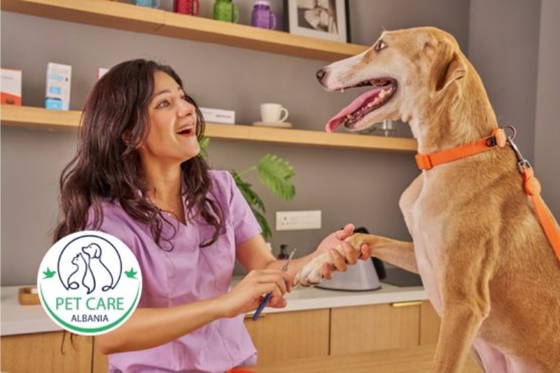 veteriner urgjent Tirane, klinike veterinare 24 ore per qene, ndihme emergjente per qene, urgjence per qent Myslym Shyri, urgjence qeni Astir, trajtim urgjent qeni, klinike per raste urgjente qenesh, ndihme veterinare per qent naten