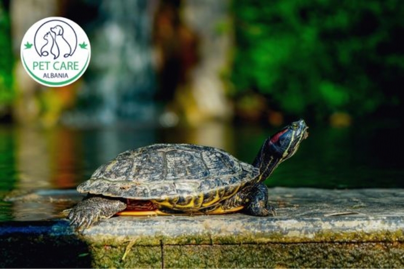 kujdes per breshka tokesore Tirane, infeksjonet e breshkave Tirane, kujdes per breshka  ujore Tirane, vitamina per breshka Tirane, problem guaske breshke trajtim Tirane, keshilla per ushqyerje breshka Tirane, klinike per breshka Tirane