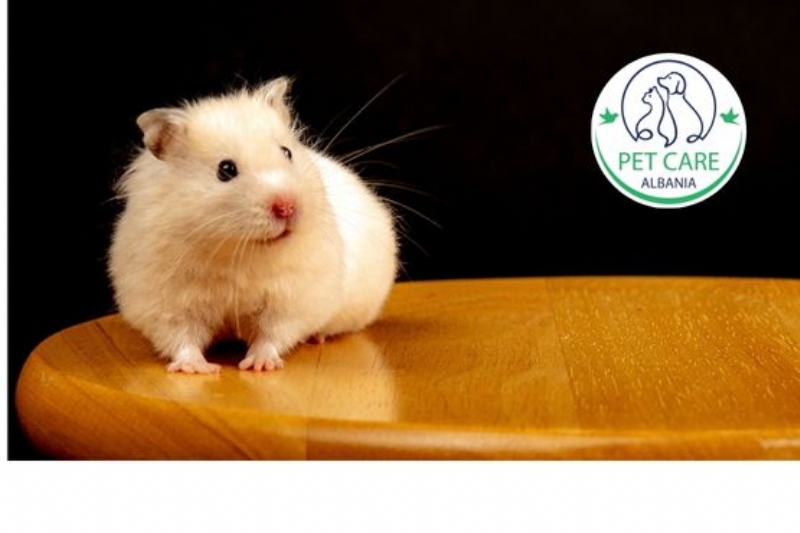 veteriner per hamsters Tirane, kujdes per kavie Tirane, trajtim per minj shtepije Tirane, kujdes per gerbil Tirane, kontroll shendeti hamsters Tirane, sterilizim kavie Tirane, semundje kavie trajtim Tirane