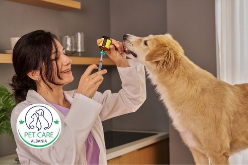 pastrim dhembe per qen Tirane, stomatolog veteriner per qen, pastrim per gureza dhembe per qene, dentisti per qen Astir, pastrim tartari per qene, trajtim mishrash dhembe per qene, kontroll dentar qeni, veteriner per dhembe te qenit