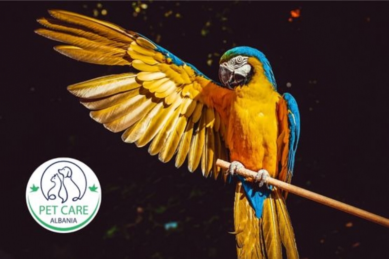 veteriner per papagaj ne Tirane, klinike per zogj Tirane, papagaj semure ndihme Tirane, pastrim sqepi zogj Tirane, ushqim per papagaj Tirane, konsulta per zogj egzotike Tirane, trajtim per renie pendesh zogj, veteriner zogj afer meje