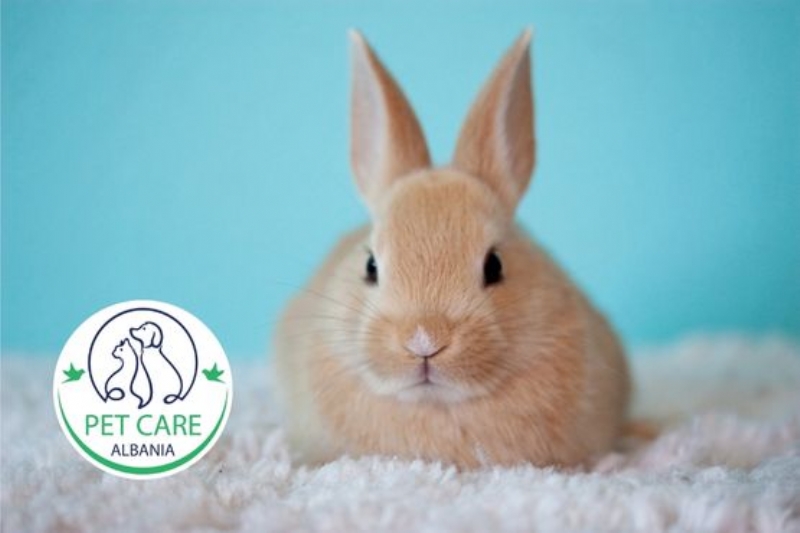 veteriner per lepuj Tirane, vaksinim lepujsh Tirane, sterilizim lepujsh Tirane, trajtim dhembe lepuj Tirane, probleme tretjeje lepuj Tirane, kujdes ushqyerje lepuj Tirane, infeksione lepuj trajtim Tirane, kontroll mjekesor per lepuj Tirane 