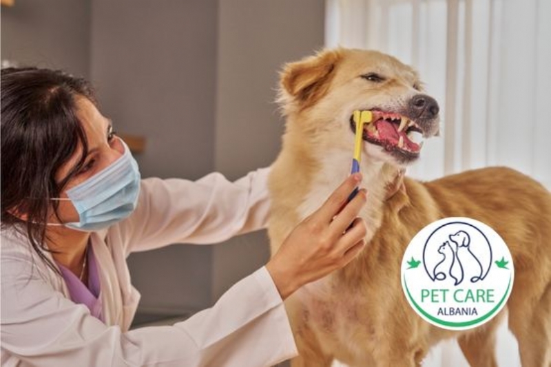 trajtim mjekesor qeni Tirane, terapi per infeksion te qenet, antibiotike per qen, kujdes veterinar professional per qen ne Astir, trajtim plagesh per qene, infuzione per qen, trajtim alergjish qeni, veteriner per infeksione qeni, trajtime per qensh