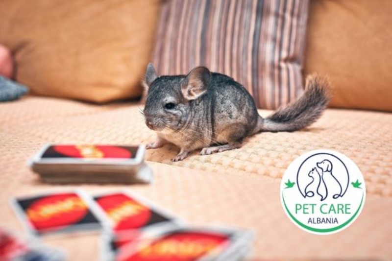 kujdes per chinchilla Tirane, parazite kafshe te vegjel trajtim Tirane, kontroll shendeti kafshe te vogla Tirane, ushqim i pershtatur kafshe te vegjel Tirane, sterilizim kafshe te vogla Tirane, trajtim infeksionesh kafshe te vogla Tirane,