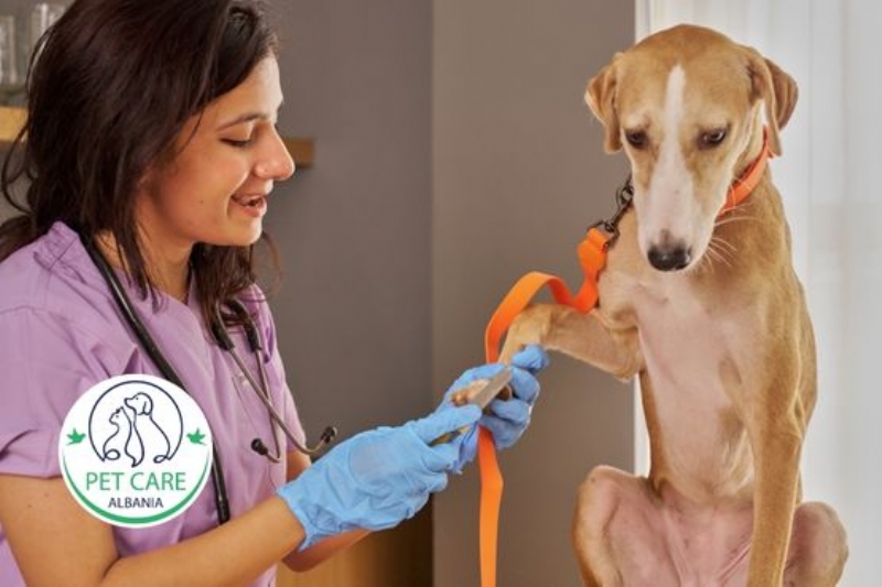 mikrochip qeni Tirane, regjistrim mikrochip te qenet, chip qeni Myslym Shyri, identifikim qeni Astir, vendosje mikrochip per gjetjen e qenit, regjistrim qeni ne databaze, mikrochip legal per qen, veteriner qe vendos mikrochip te qenet